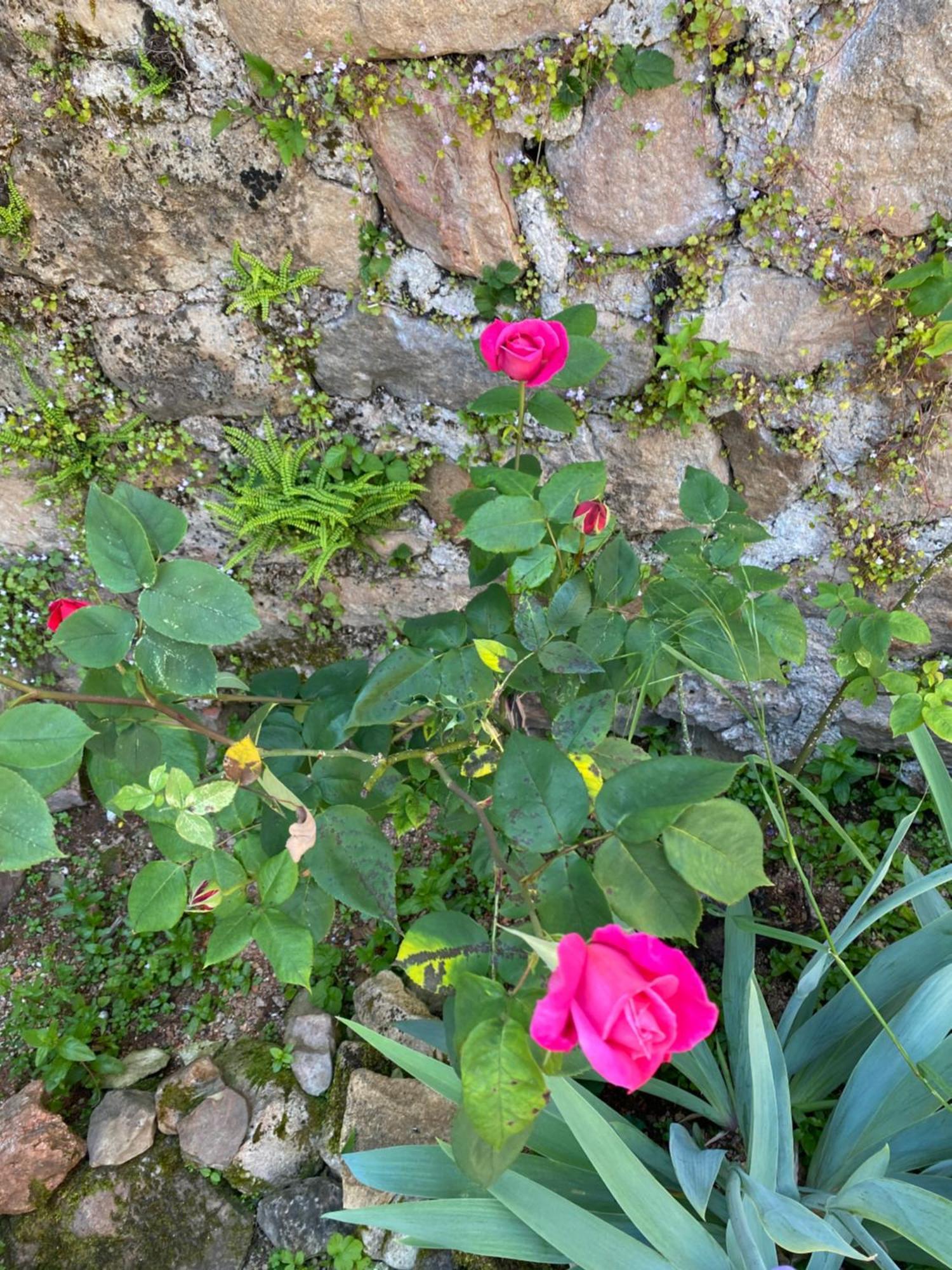 Ferme Fleurie Bed & Breakfast Bergesserin Dış mekan fotoğraf