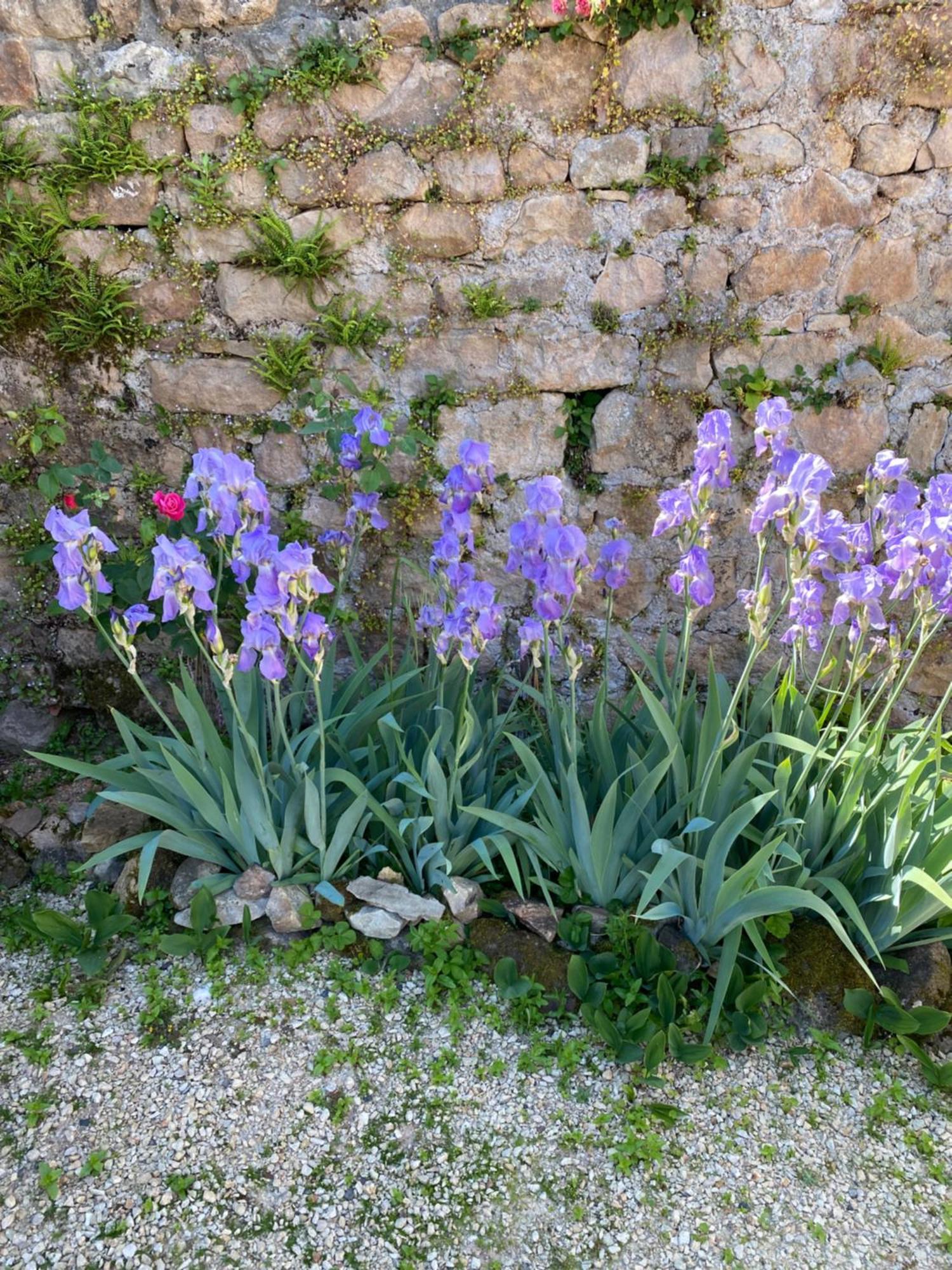 Ferme Fleurie Bed & Breakfast Bergesserin Dış mekan fotoğraf